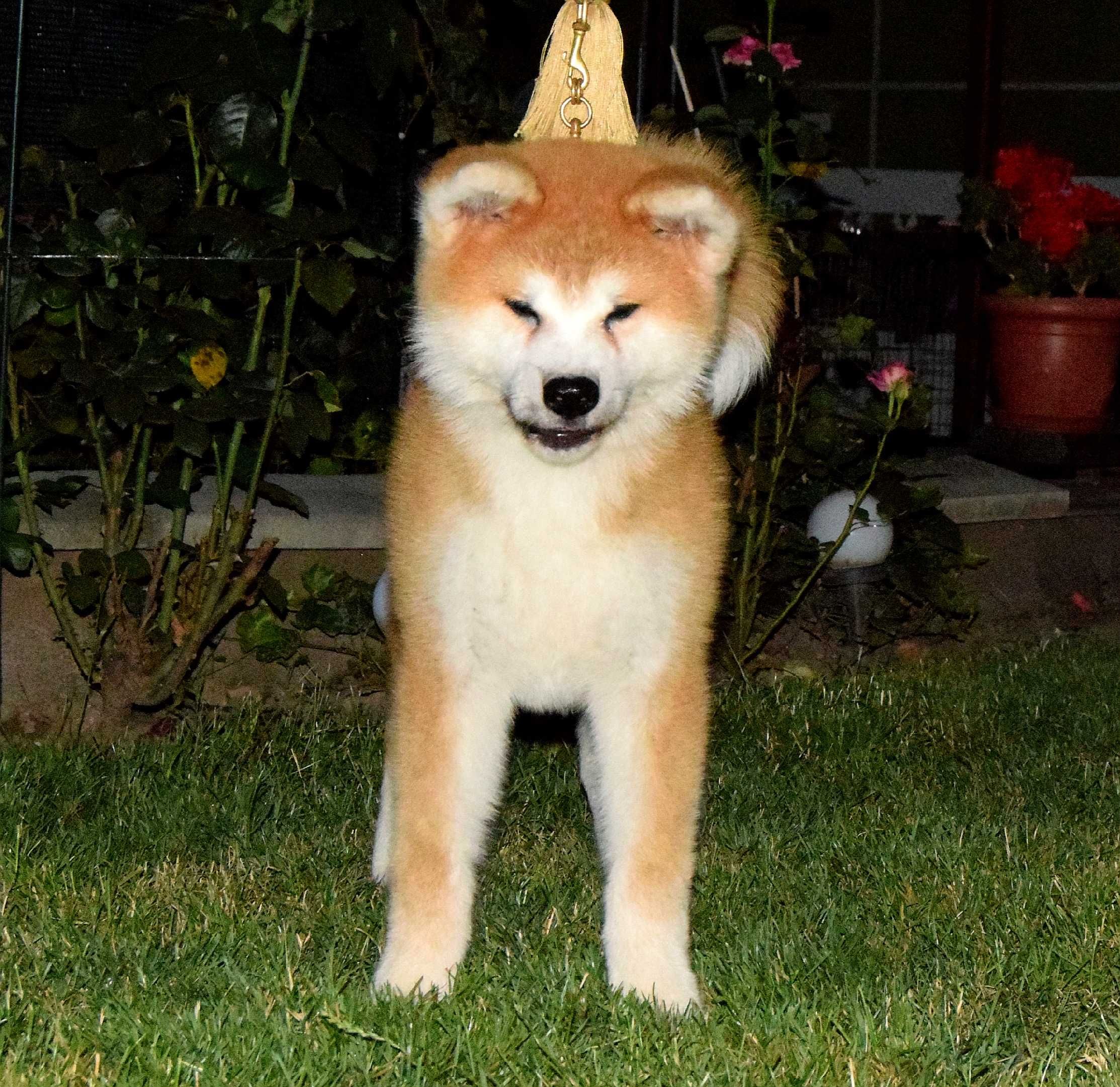Pui Akita inu femela de top, părinți mari campioni, testați HD-A, Ed-0