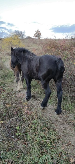 Vând manza 2,5 ani foarte cuminte