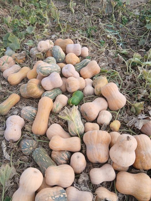 Molga yemish qovoq pishgan  1 kg narxi 1000 so‘m