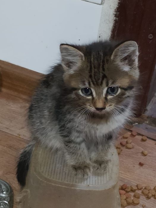 Пятеро пушистиков ищут дом