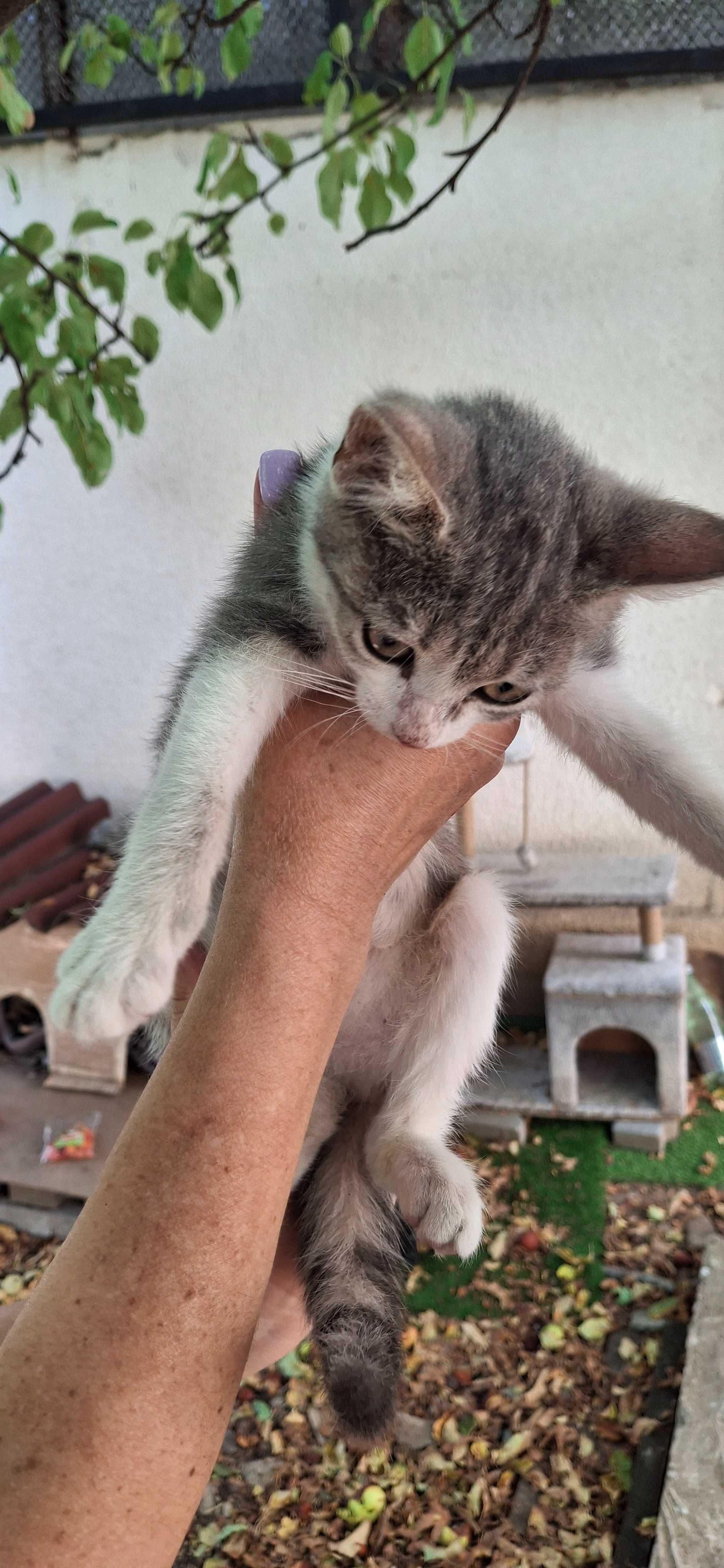 Подаряваме женско коте на около 2 месеца