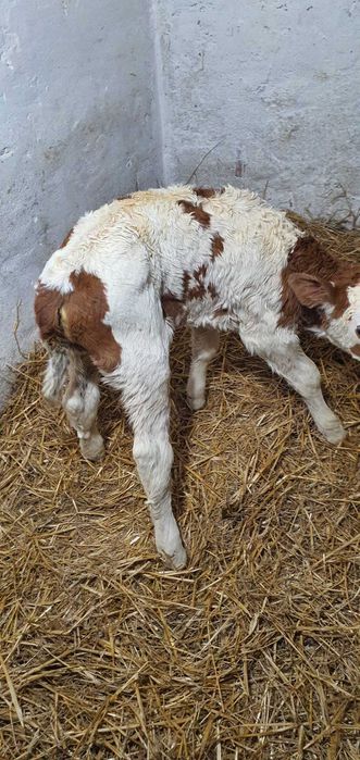 Vand vitea baltata din vaca buna. Are 5 zile