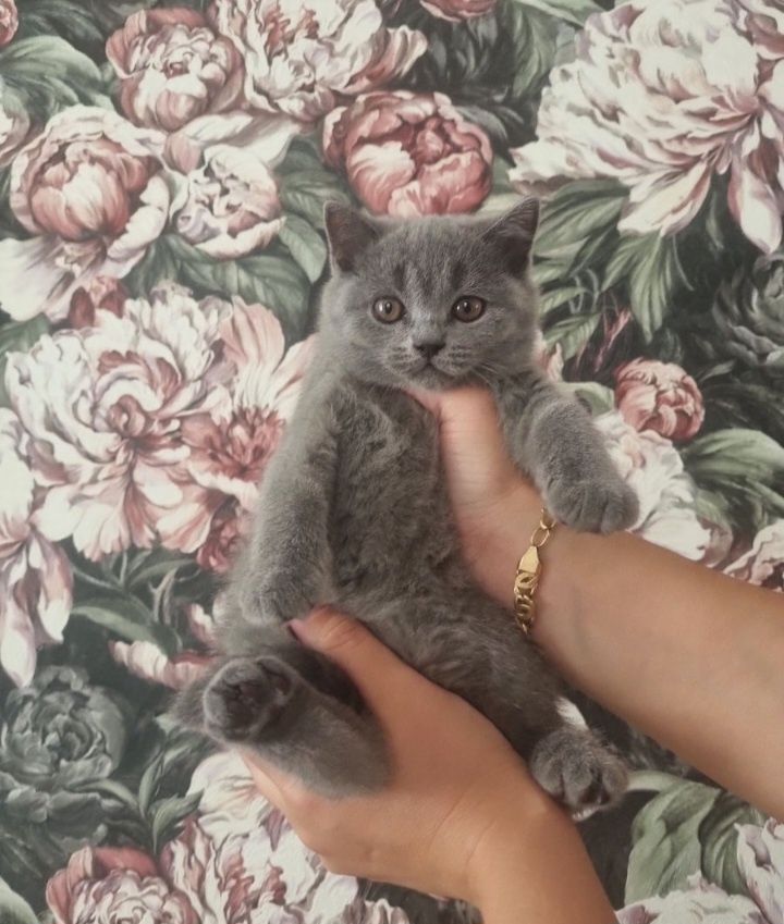 British shorthair