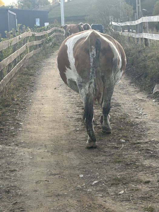 Vând vacă gestantă in 8 luni