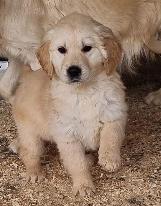 Golden retriever