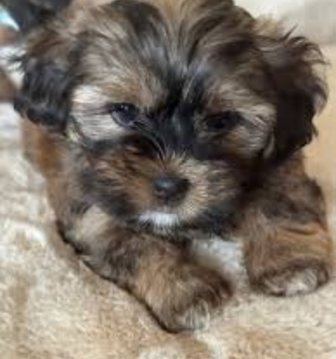 Bichon havanez  fetiță  650  lei mini