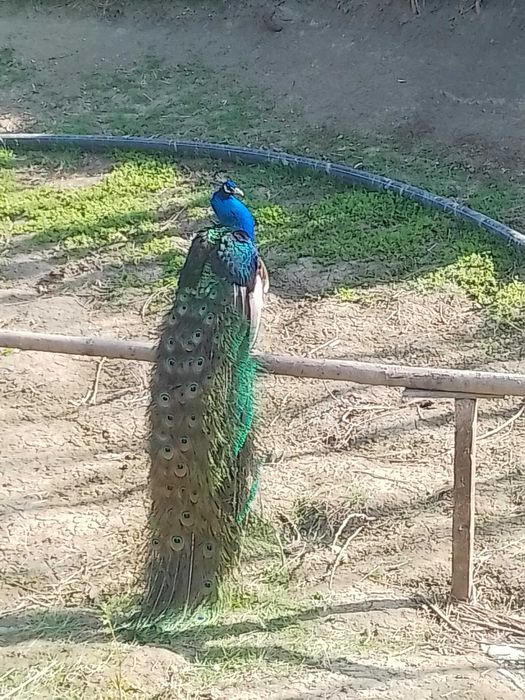 Vând  păuni din matca proprie