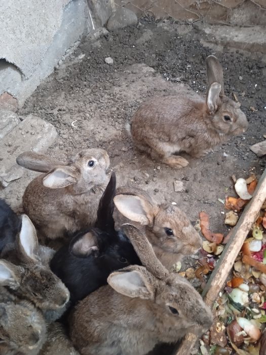 Продаются крольчата по 60000 тысяч