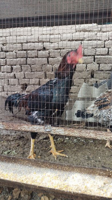 Dakan horoz sotiladi