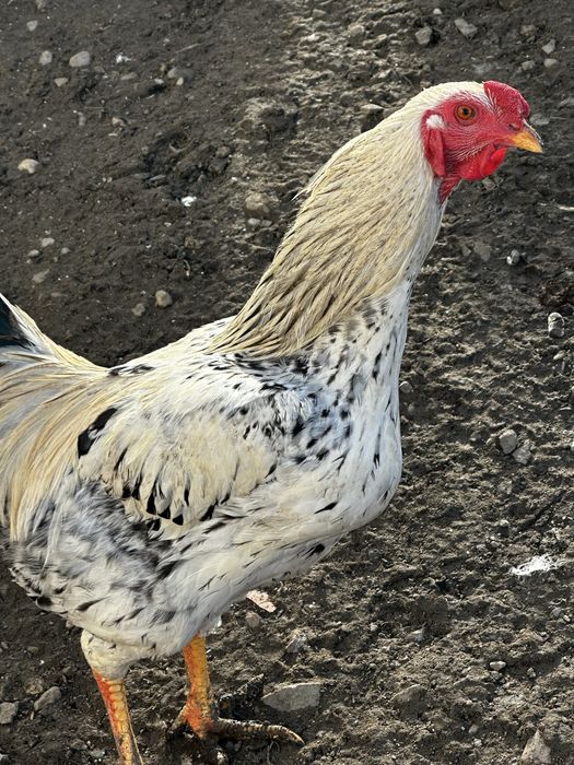 Vand gaini/cocosi din toate rasele 55 de lei buc