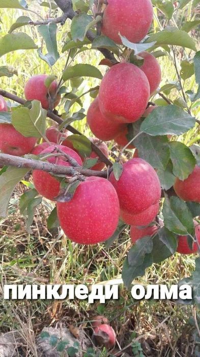 Olma kuchatlari.ishonchli tanlovda adashmang