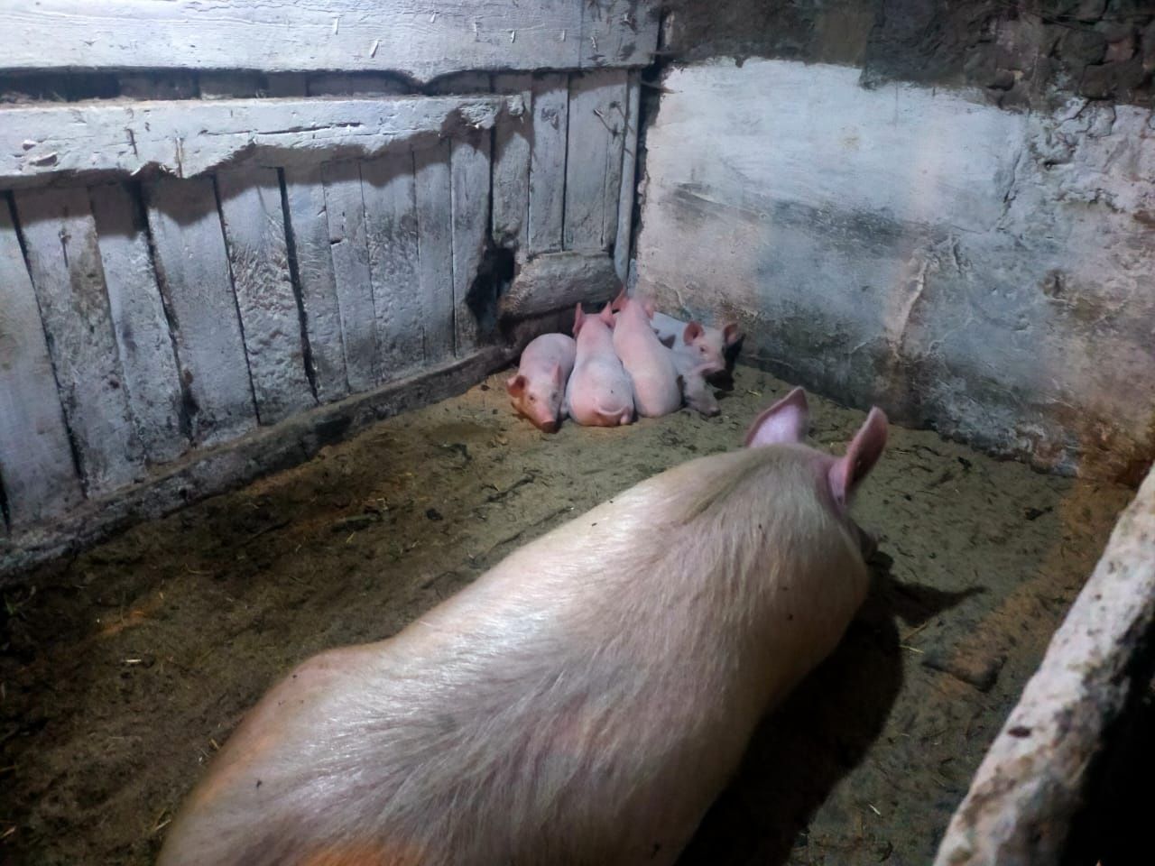 Продам месячных поросят