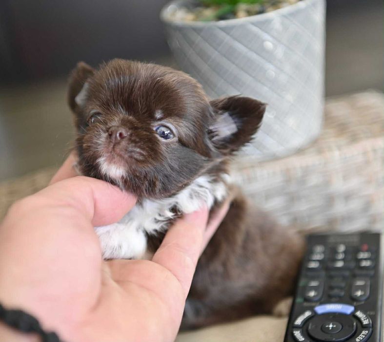 Женско дългокосместо мини чихуахуа шоколадово