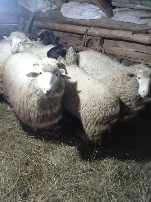 Oi breze și băle, bune