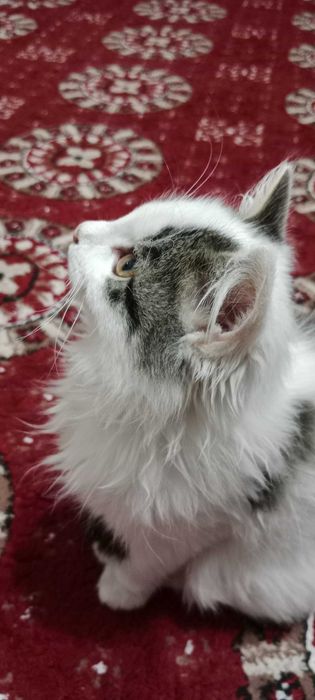 Продается кошка Породистая