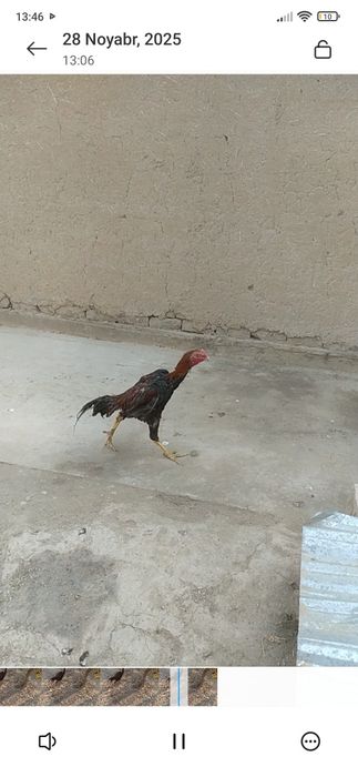 Sotiladi dakan joʻja