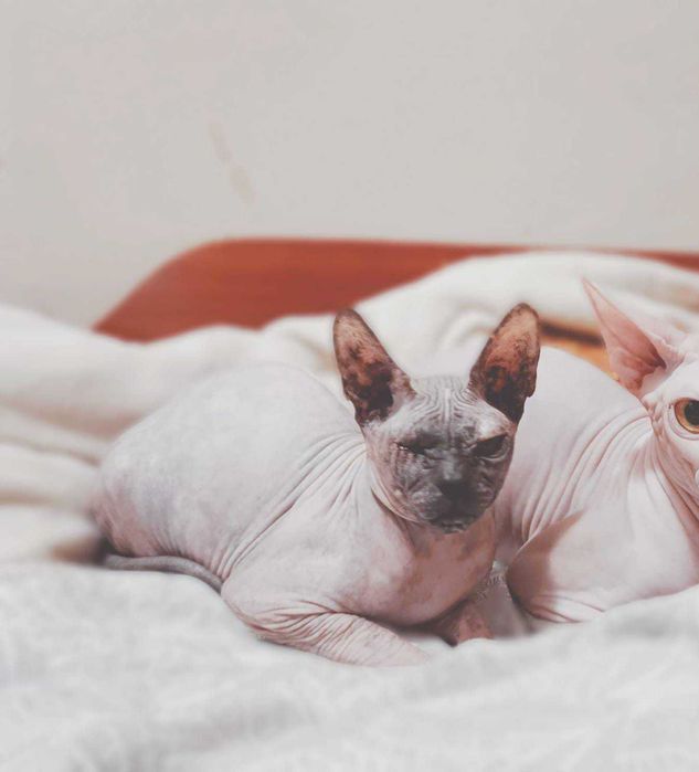 Дон Сфинкс женско с родословие