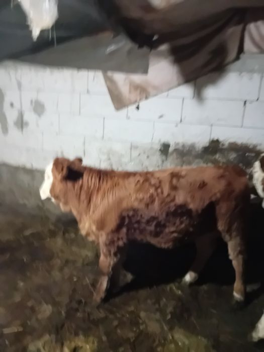 Vand vitea de 4 luni