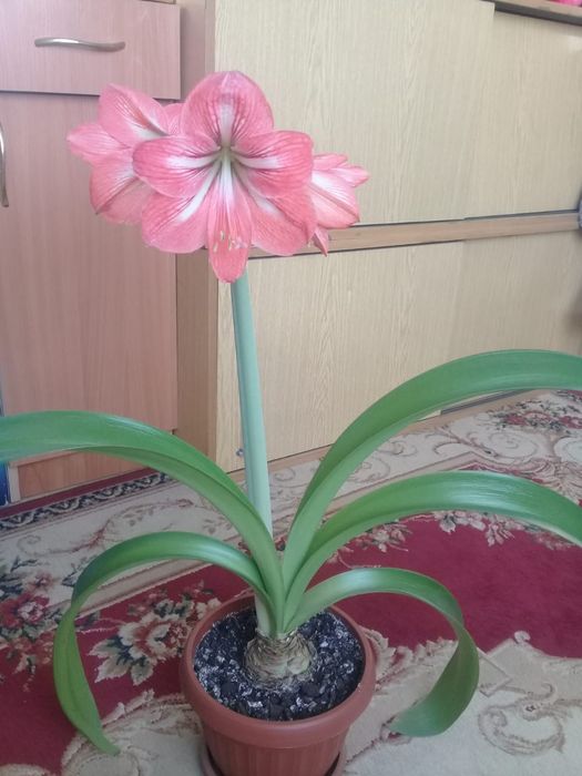 Продам отростки цветка амариллис