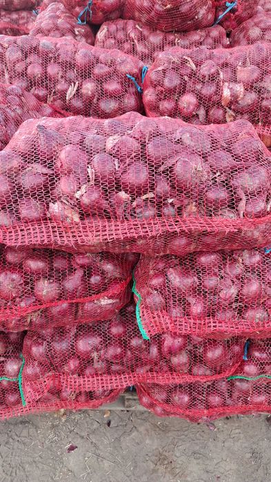 Ceapa rosu red carmen