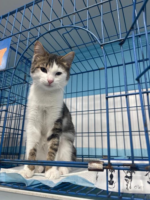 Молодой кот ищет дом