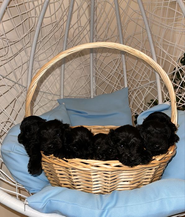 Мини Шнауцер/Цвергшнауцер