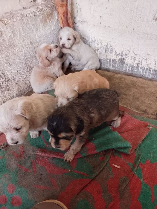 Продам щенят порода Кокель Спаниель