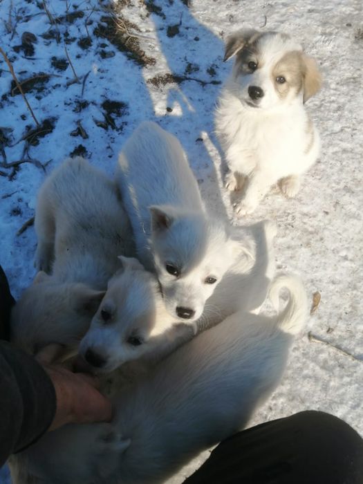 Отдам щенков в хорошие руки