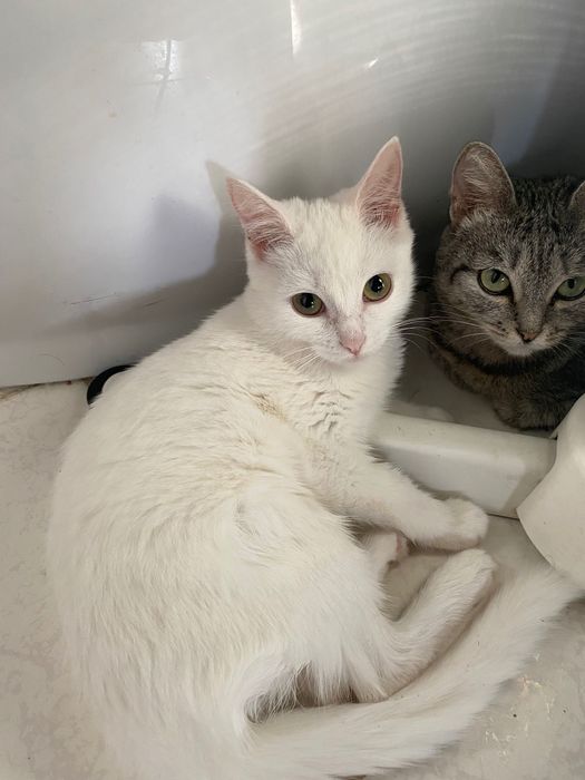 Отдам котенка в добрые руки