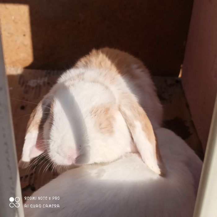 Quyonchalar sotiladi