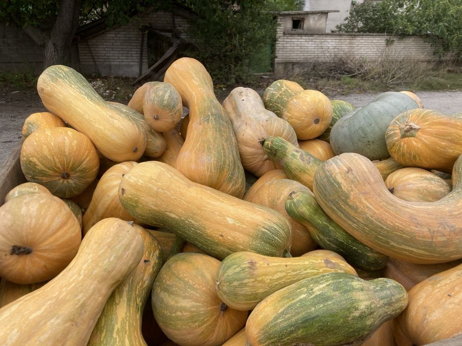 Тикви за Животни