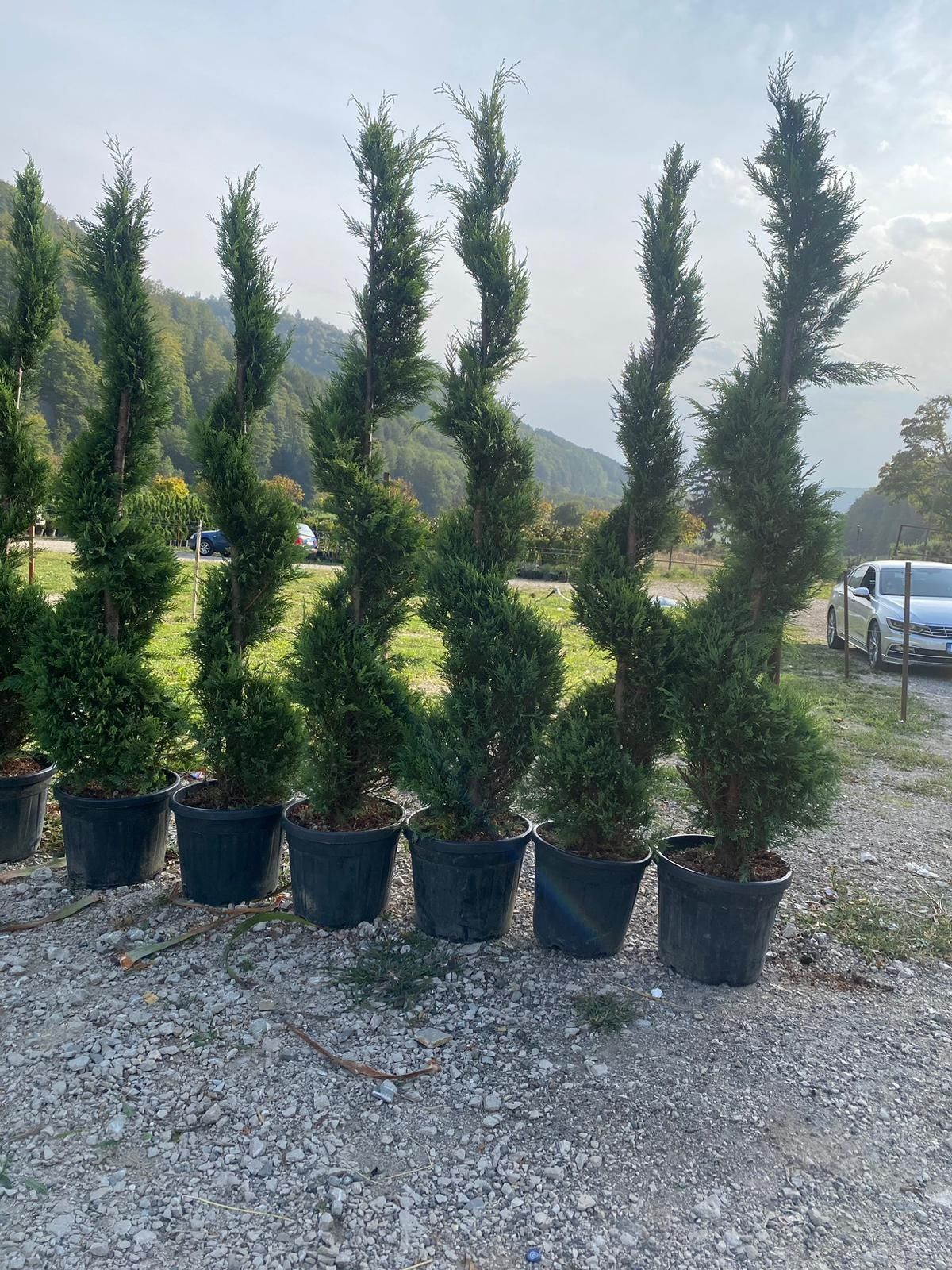 Tuia Spiral 3D Excepțional pentru Gradina Ta !