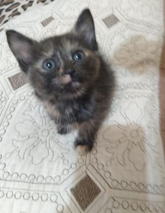 Doua fetițe caută stăpân