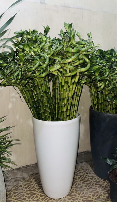 Бамбук Сандериана в продаже