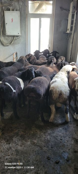 Qòchqorlar sotiladi