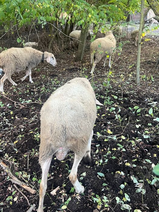 Овце за клане (брак)