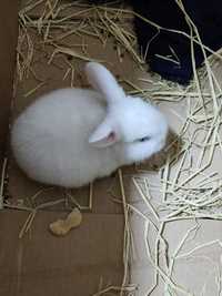 Кролик, белый, домашний