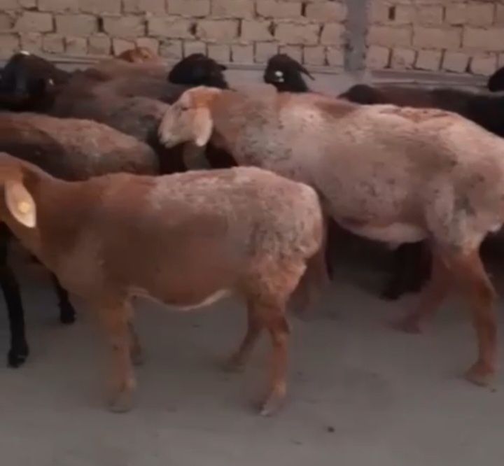 Койлар сатылады.