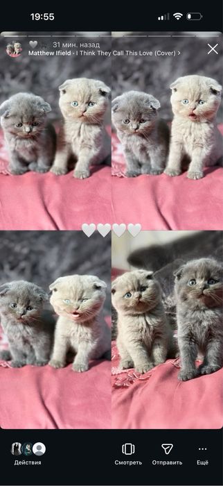 Мушукчалар сотилади зоттор аклли