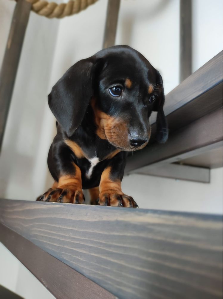 Teckel cu pedigree FCI