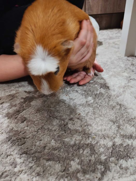 Продавам морски свинчета