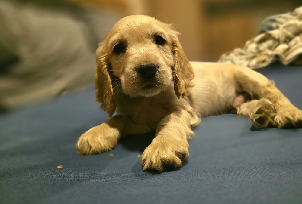 Кокер шпаньол кученца