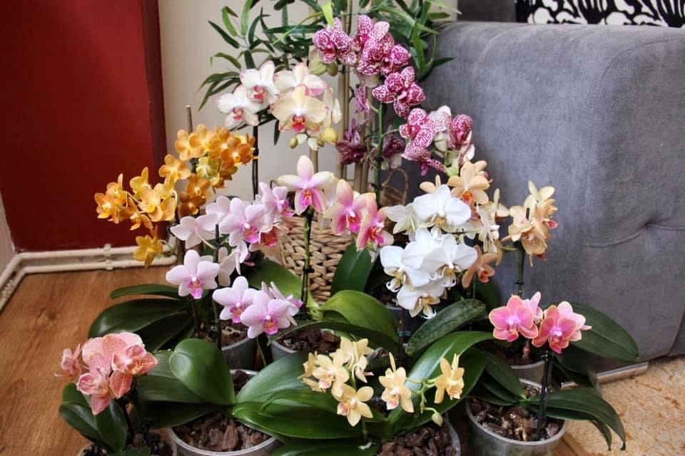 Orhidee Phalaenopsis Lioulin Wild Cat - 2 tije