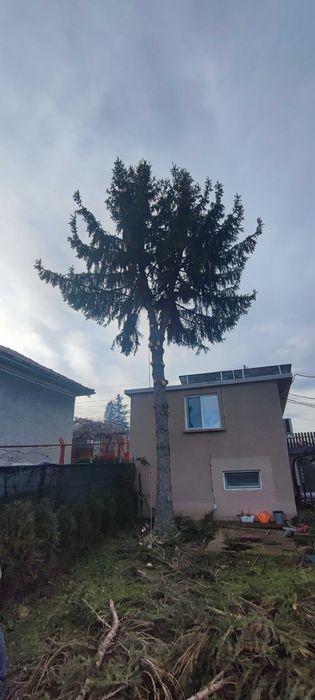 Рязане на опасни дървета