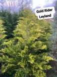 Gold rider ,Arizona ,photinia