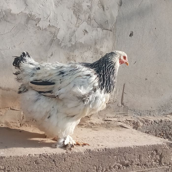 Berama  tovuq va xurozlar sotiladi