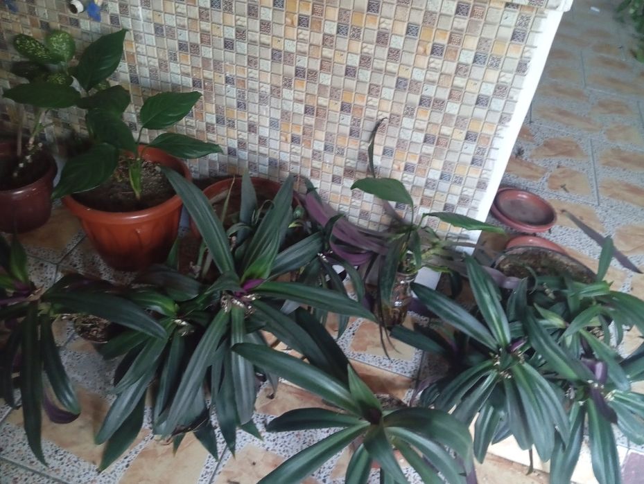 Продаются домашние и офисные цветы