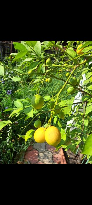 Lamai în vârstă de 9 ani