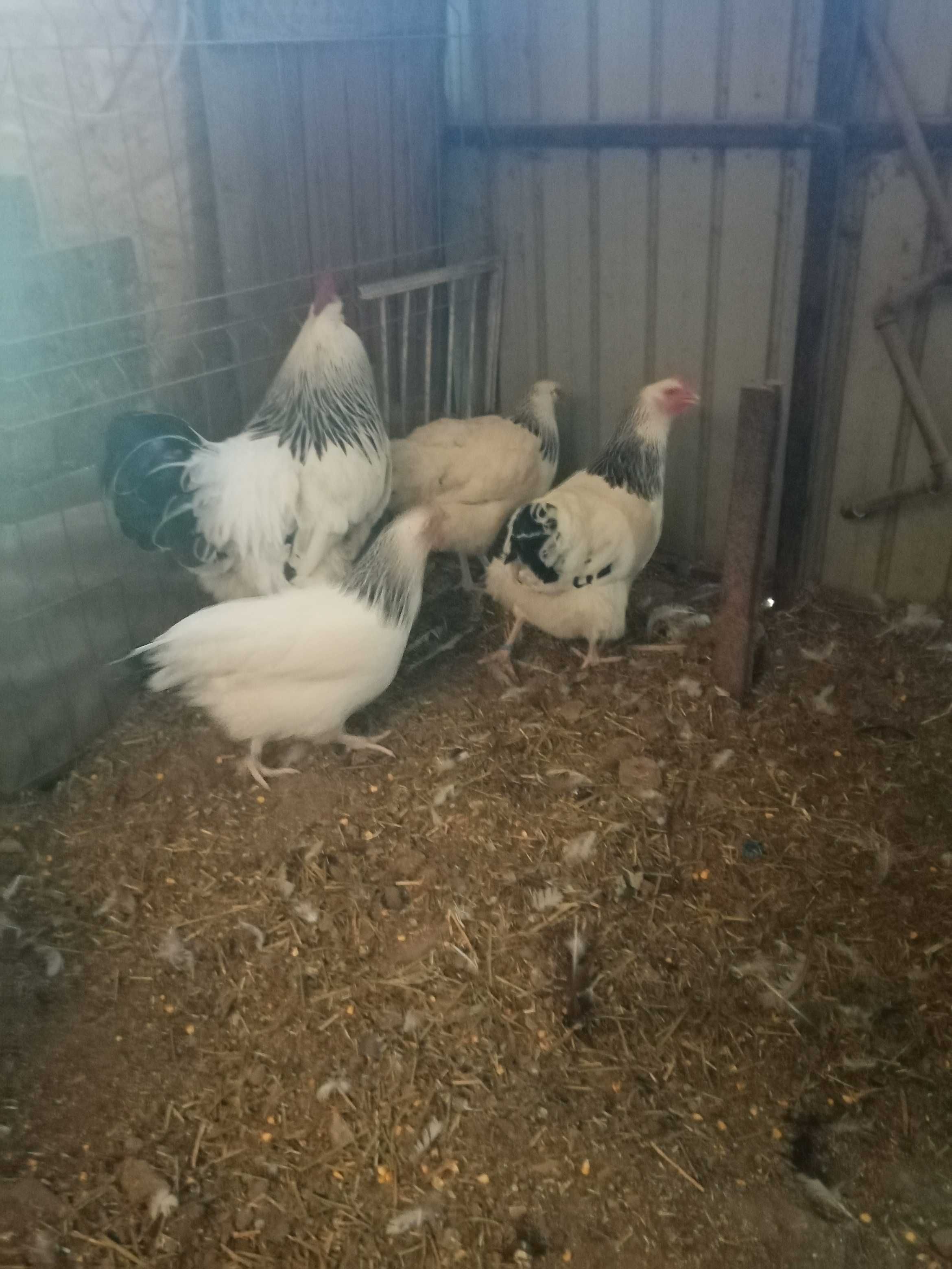 Vând familie găini Susex