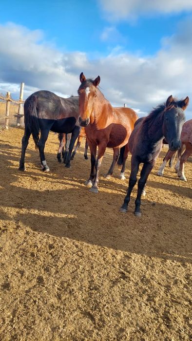 Продам лошадей 5-6лет